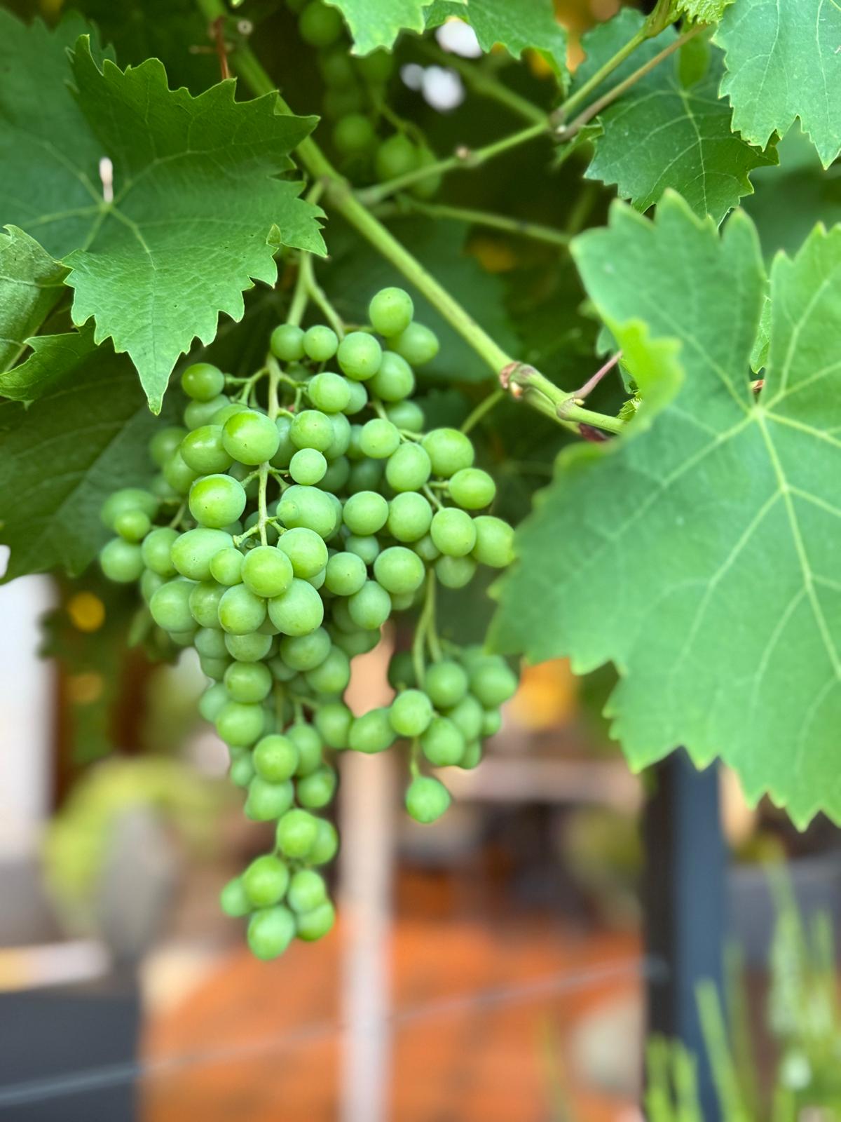 Weinreben auf der Terrasse